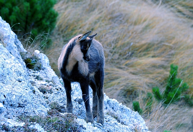 Camoscio d''Abruzzo Rupicapra pyrenaica ornata